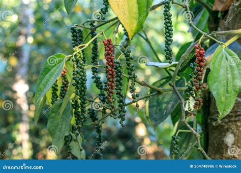 Planta de Piper nigrum con racimos de granos de pimienta