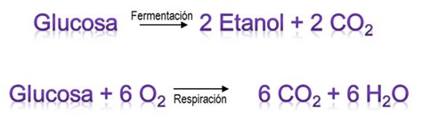 Reacción química de la fermentación alcohólica de la glucosa
