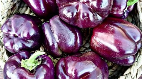 Variedad de pimientos morados