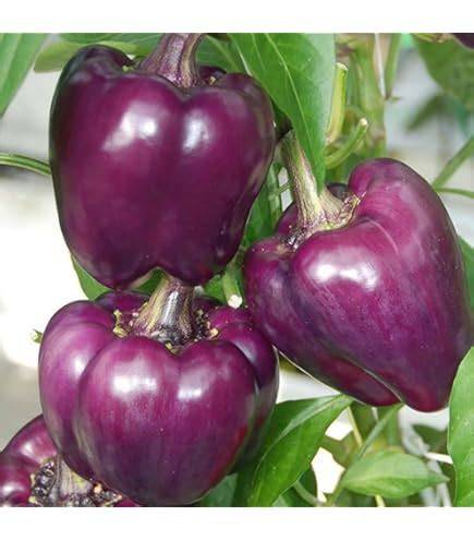 Pimientos Purple Beauty