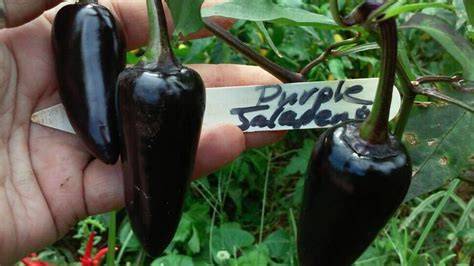 Chiles picantes morados