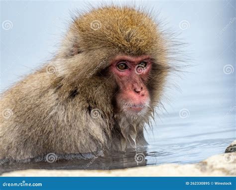 Macaco japonés lavando un boniato en agua