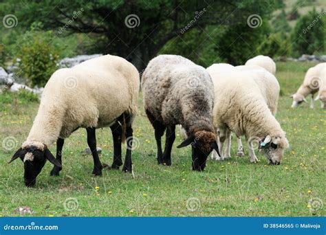 Ovejas en el campo