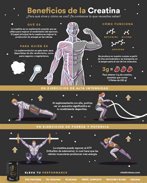 Esquema de cómo funciona la creatina en el cuerpo