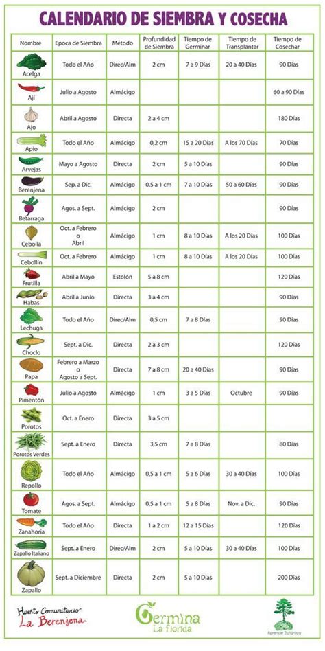 Calendario de siembra de tomates según la región