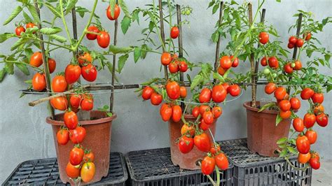 Tomates cultivados en macetas en un balcón
