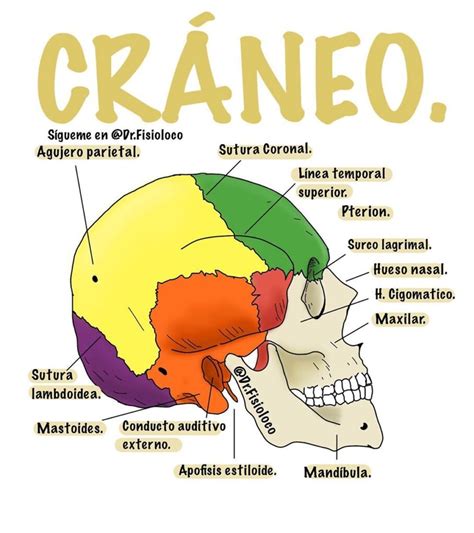 Esquema de las partes del cráneo relacionadas con los peinados