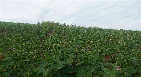 Campo de cultivo de Vigna unguiculata