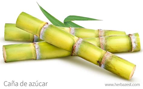 Plantación de caña de azúcar utilizada para el ron Flor de Caña