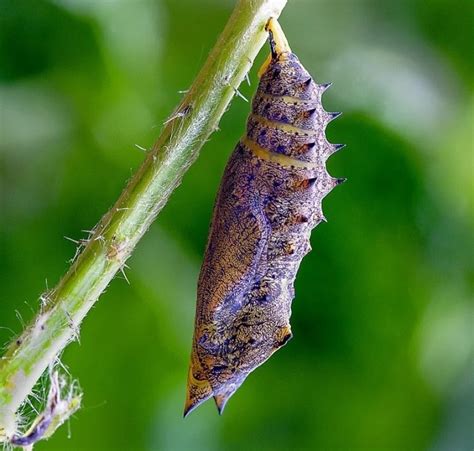 Imagen de una crisálida de mariposa Acherontia styx