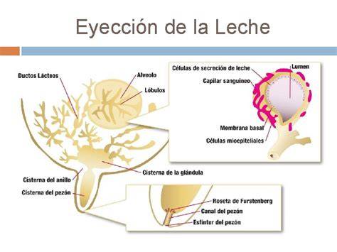 Infografía: Funcionamiento del reflejo de eyección de la leche
