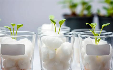 Semillas germinando en vasos