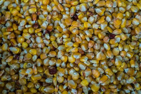 Granos de maíz cacahuazintle secos