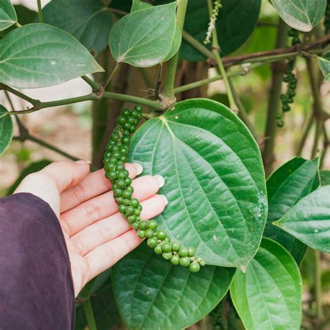 Planta de pimienta negra (Piper nigrum) con frutos