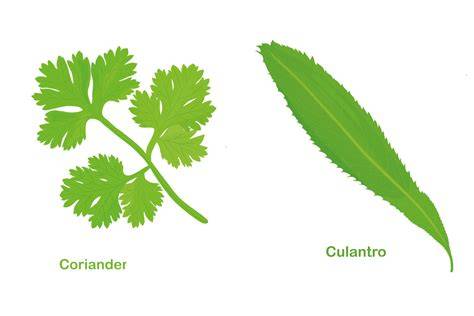 Culantro fresco y sus propiedades aromáticas