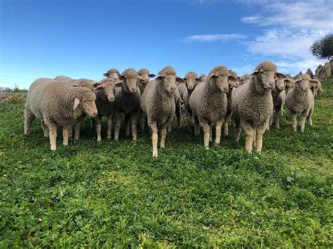 Fotografía de corderos Merinos pastando en Extremadura