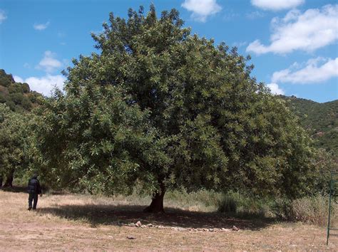 Árbol de algarrobo en el Mediterráneo