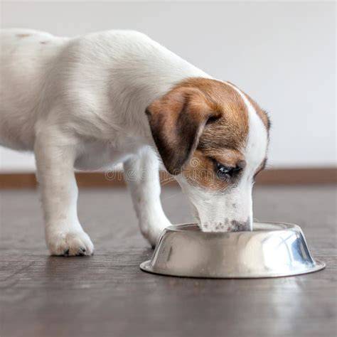 Primer plano de cachorro comiendo de un bol de comida Beneful