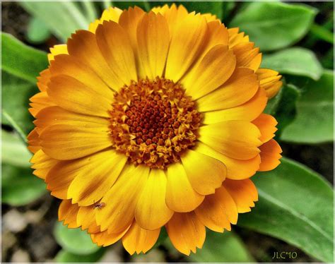 flor de caléndula