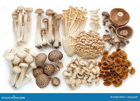 Variedad de setas y hongos comestibles