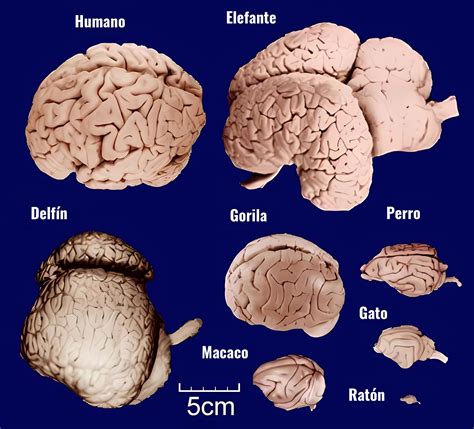 Comparación del tamaño del cerebro humano y de otros animales