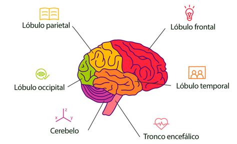 Ilustración de las diferentes regiones del cerebro humano