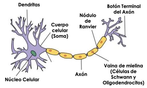 Diagrama de una neurona con dendritas