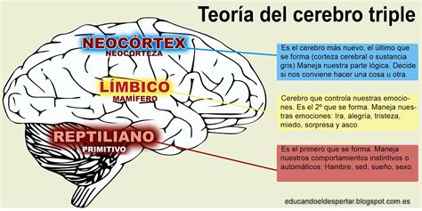 Esquema del cerebro triple de Paul MacLean