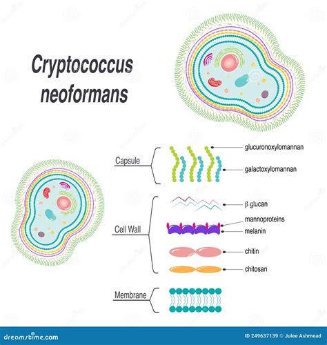 Esquema de las células titanes de Cryptococcus neoformans