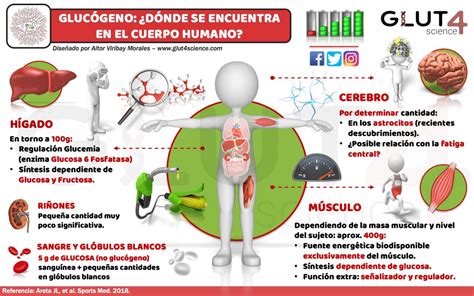 Almacenamiento de glucógeno en el cuerpo