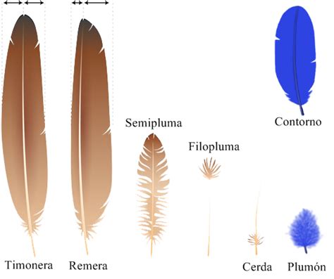 Ilustración comparativa de plumón y plumas de ave
