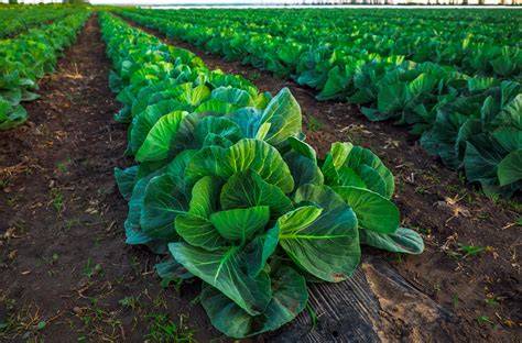 Campo de cultivo de repollo