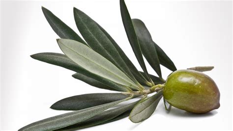 Hoja de olivo y aceitunas
