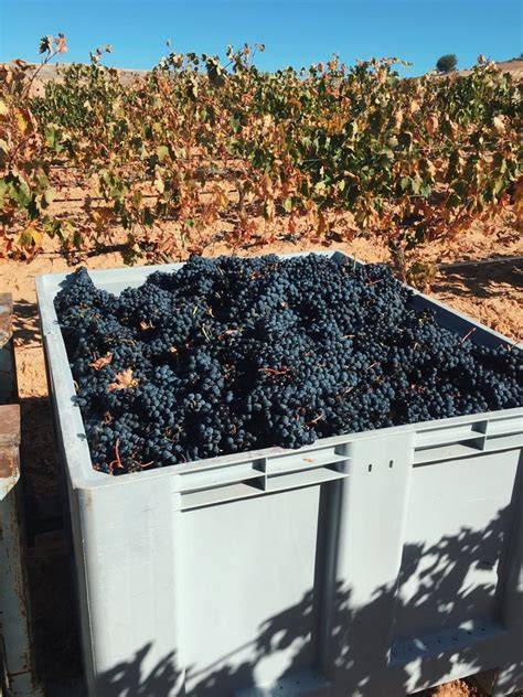 Viñedos de la Bodega Tres Pilares en Rueda