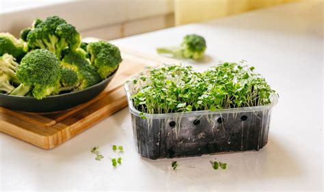 Germinados de brócoli bajo diferentes luces LED