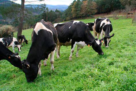 Ganado vacuno en pastoreo en Galicia