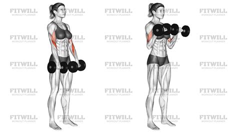 Ilustración de los tres ejercicios de bíceps recomendados: curl clásico, waiter curl y cross-body hammer curl.