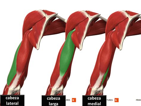 Diagrama anatómico mostrando las tres cabezas del músculo tríceps.