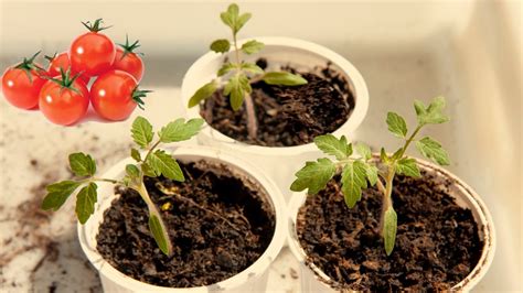 Planta de tomate cherry en crecimiento