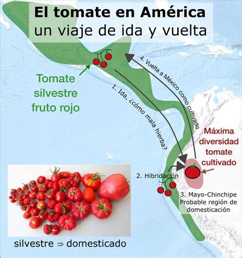 Mapa de origen del tomate en América