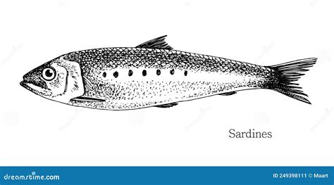 Ilustración de sardinas frescas
