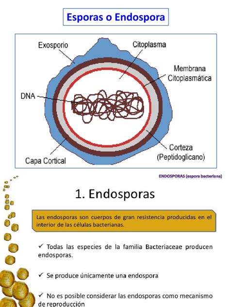 Esquema de una endospora bacteriana con sus diferentes capas