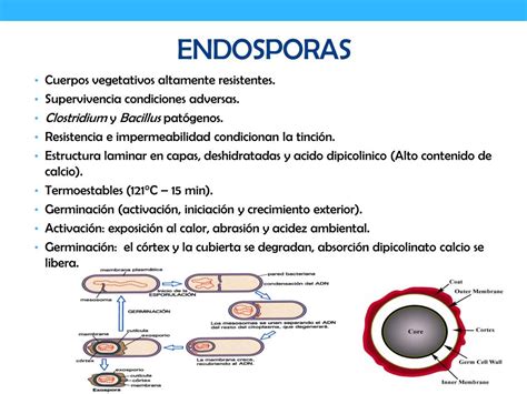 Ilustración de las diferentes posiciones de las endosporas dentro de la célula bacteriana