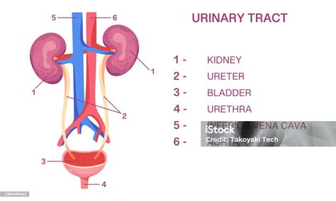 Diagrama del tracto urinario de un ternero mostrando riñones, uréteres y vejiga