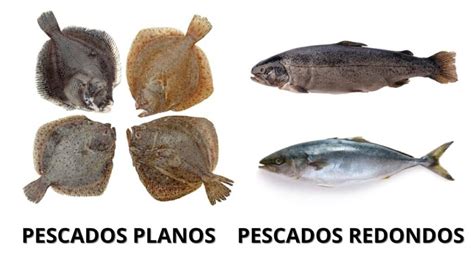Tipos de pescados planos