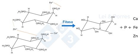 Estructura química del ácido fítico y su hidrólisis por fitasa