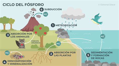 Ciclo del fósforo en el suelo y su disponibilidad para las plantas