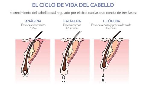 Ciclo de crecimiento del cabello