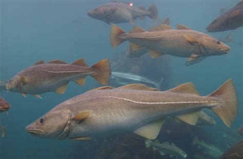 Pez bacalao del Atlántico