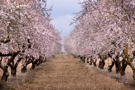 Almendros en floración